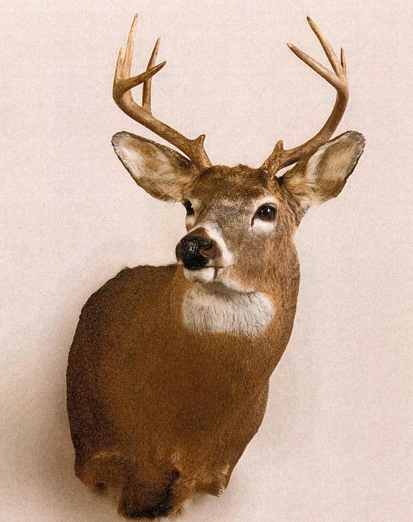 Phillip Cawood Campbell Profile Photo