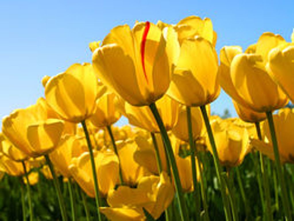 Dorothy E. Betty Ann Sgro