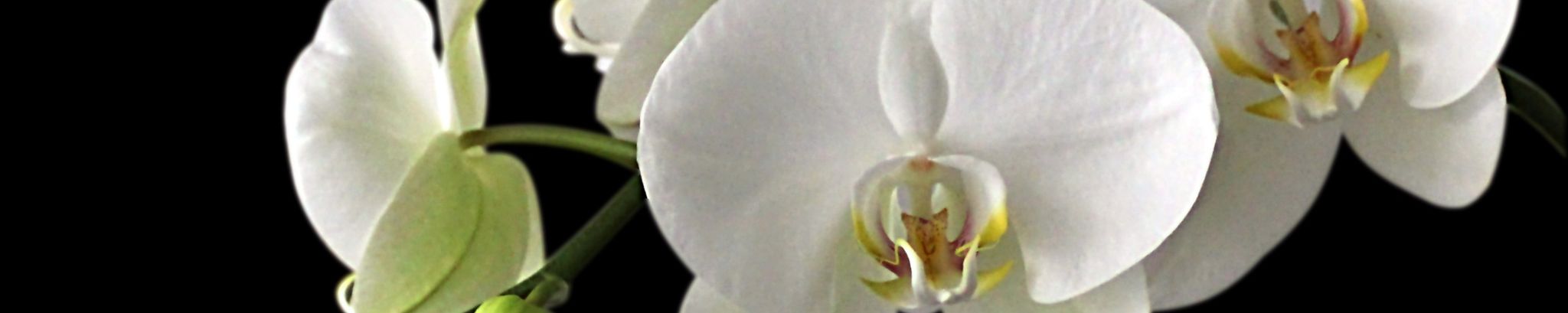Cover photo for Pamela J. Ransom's Obituary
