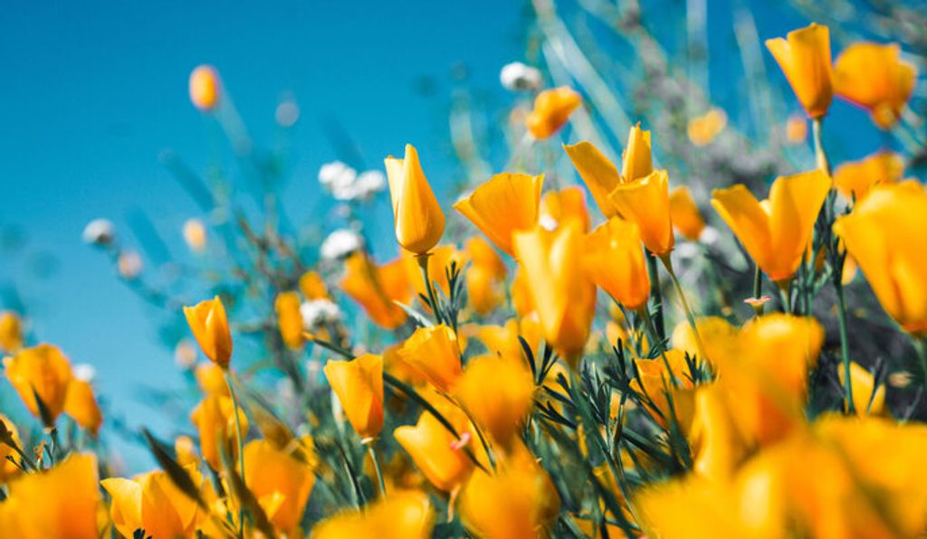 Kristie Dawn Simpson