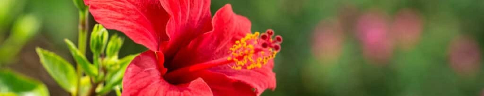 Cover for Miriam Marquez Ramos's Obituary