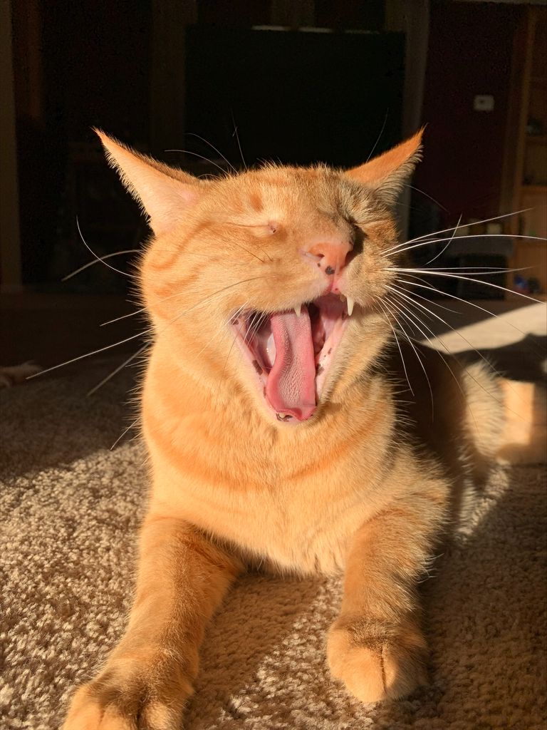 Kitten Profile Photo