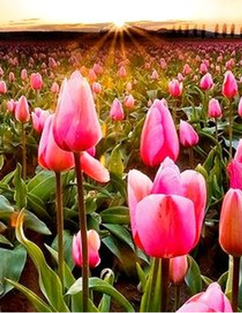 Perena  Alice Mae (Norton) Bagwell