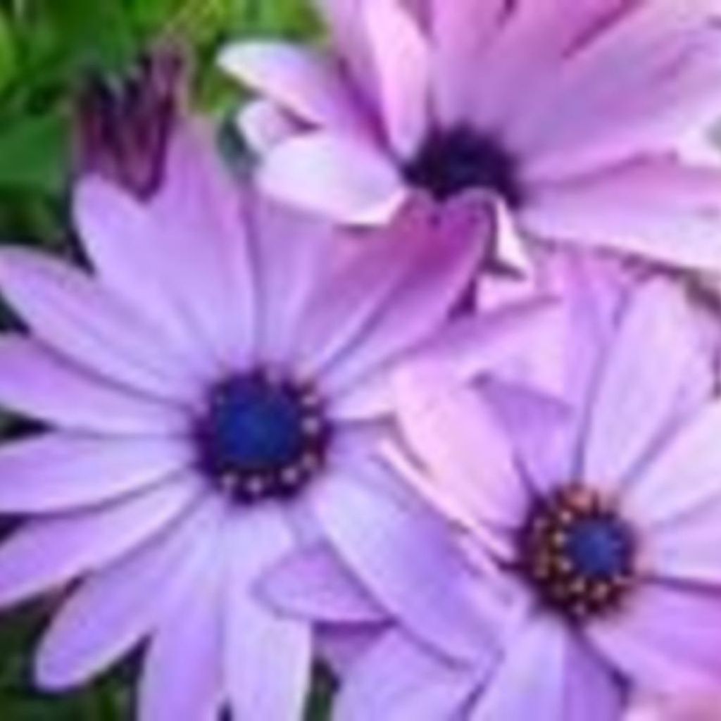 Brenda  S. (Pomraning)  Smeltzer