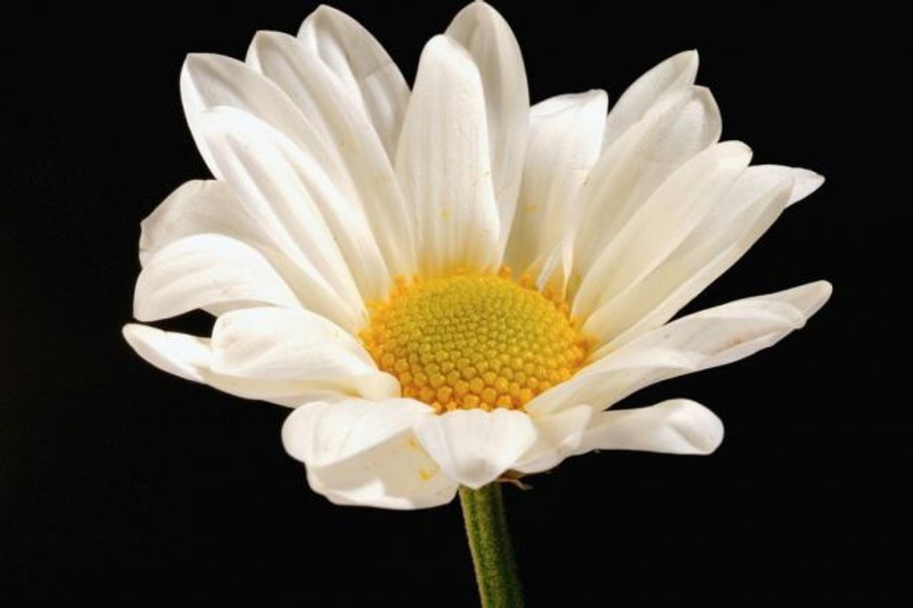 Margarita Negrete Profile Photo