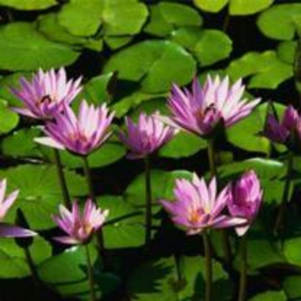 Mrs. Carolyn Hensley Smith