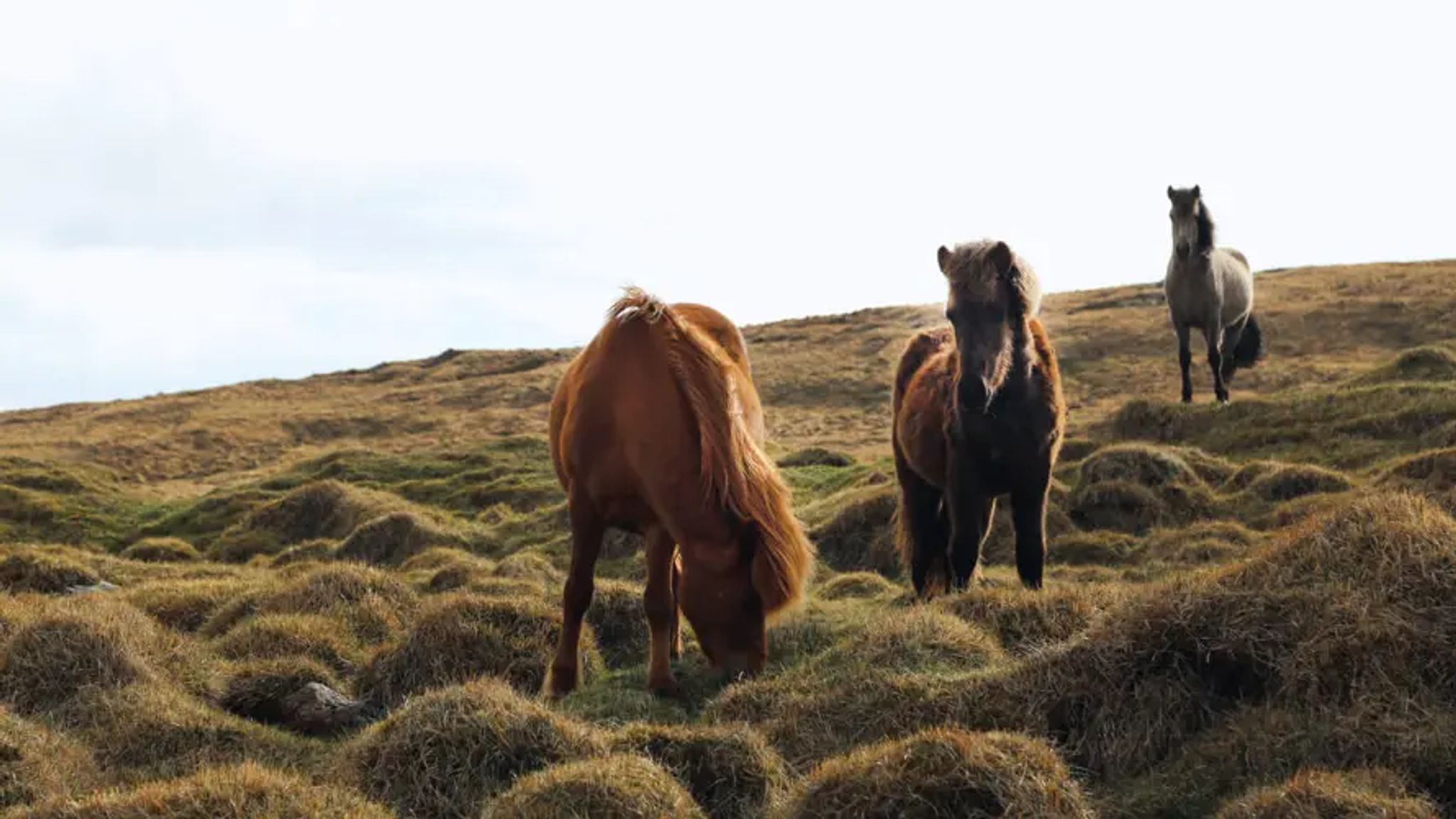 Cover for Martha "Joan" Southard's Obituary