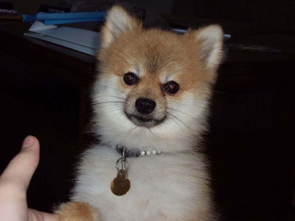 Samson Januchowski