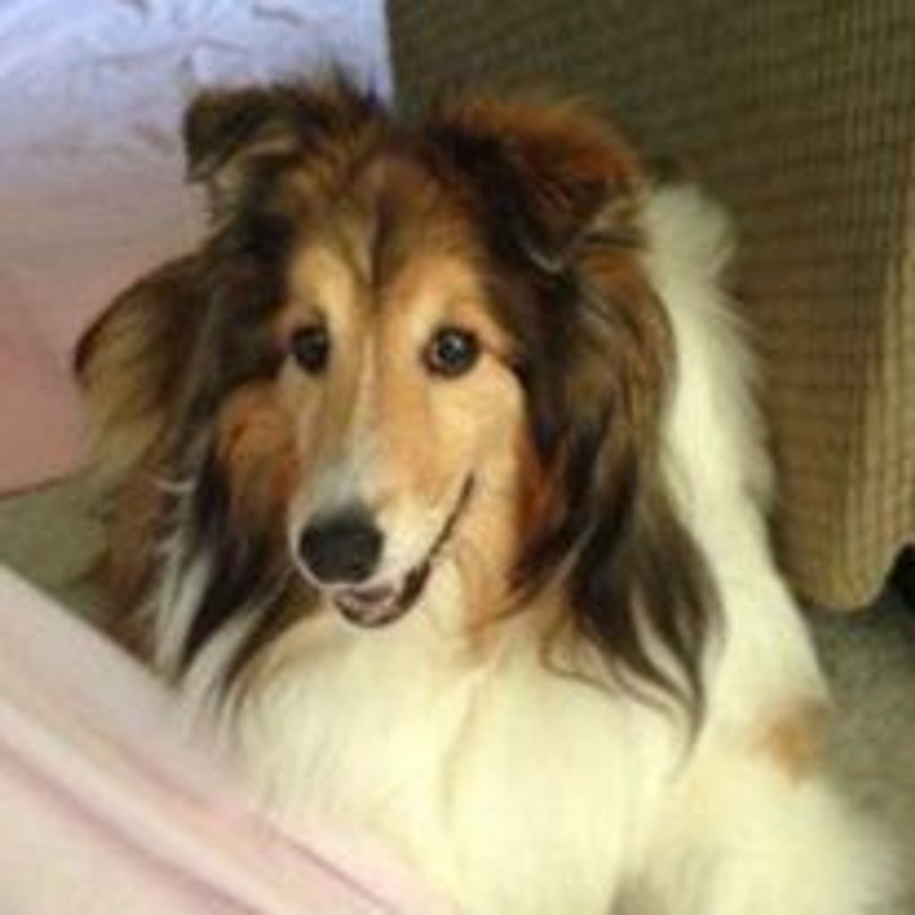 Brodie Wilson Profile Photo