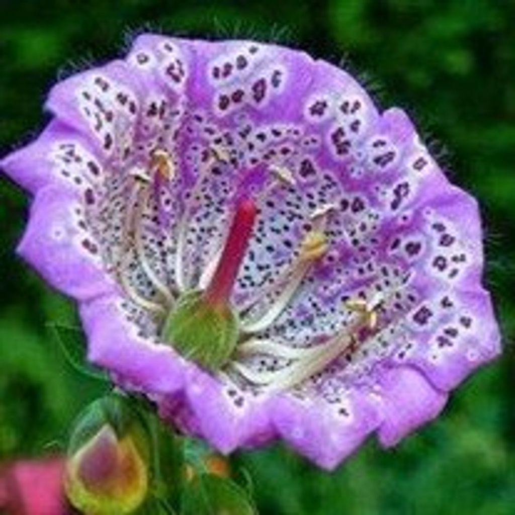 Gloria Cashion