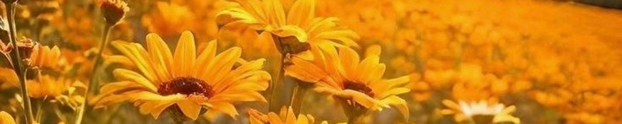 Cover for Beth I. Robbins's Obituary