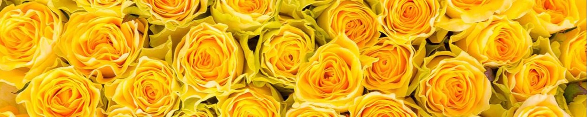 Cover photo for Eleanor E. Visel's Obituary