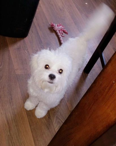 Maxx ?'s obituary image