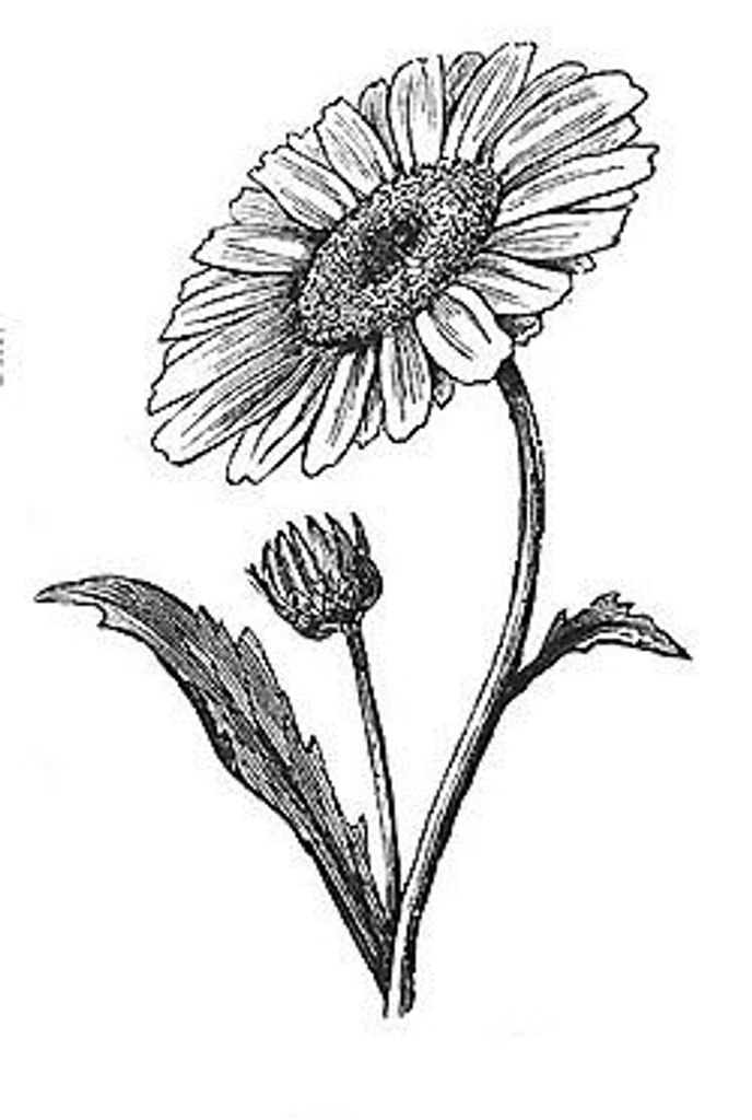 Sonja  M. Ingold