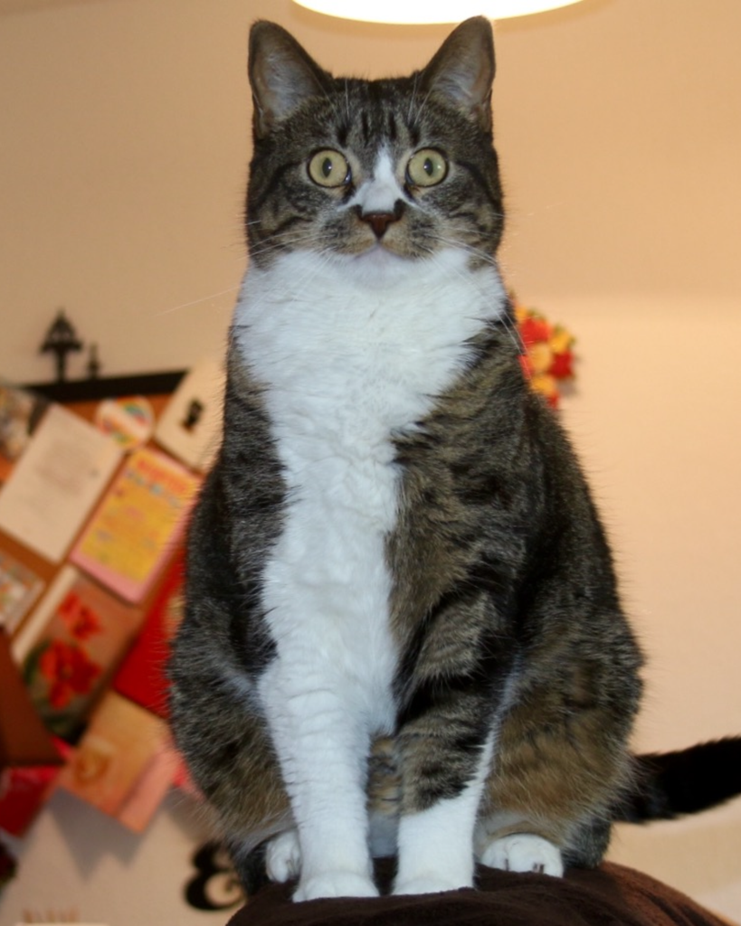 Missy Coon Profile Photo