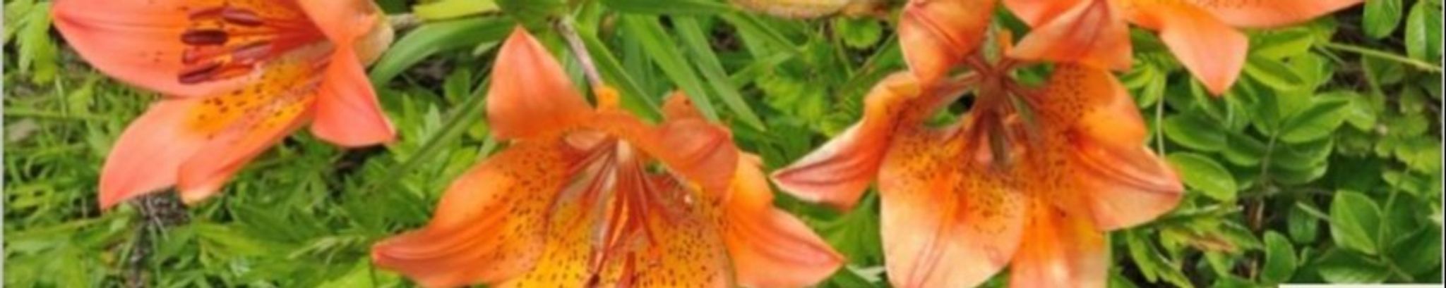 Cover photo for Steven Carl Driver (Serena Driver)'s Obituary