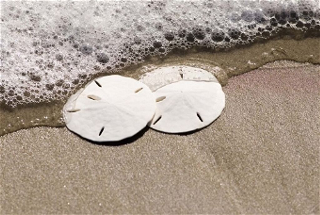 Emily Sullivan Brown Profile Photo