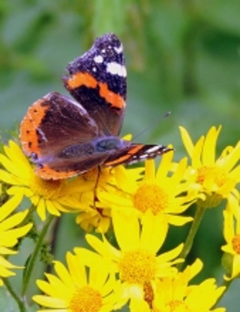 Cathy L. Meyers Profile Photo