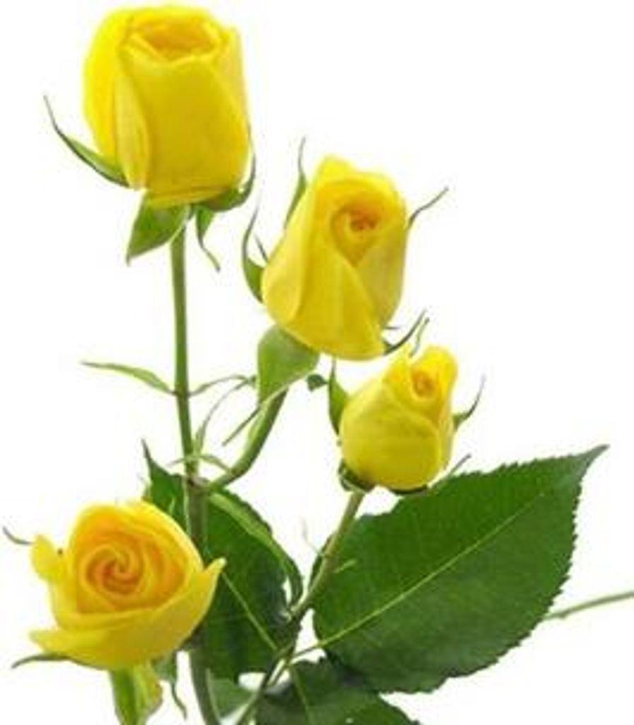 Rose Dinatti Profile Photo