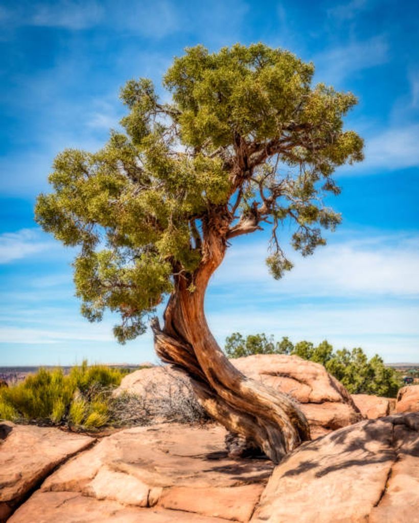 Juniper Groesbeck