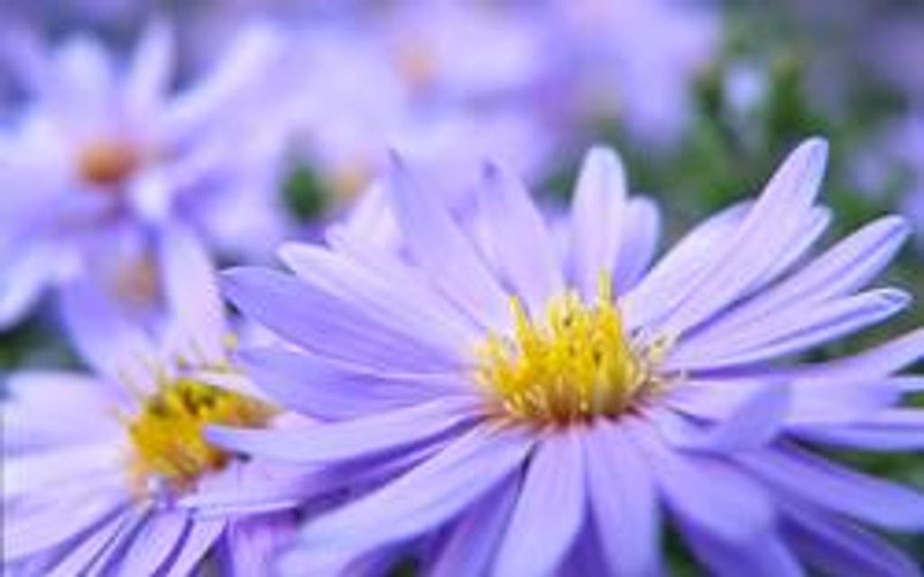 Thelma Elaine Ausmus Profile Photo