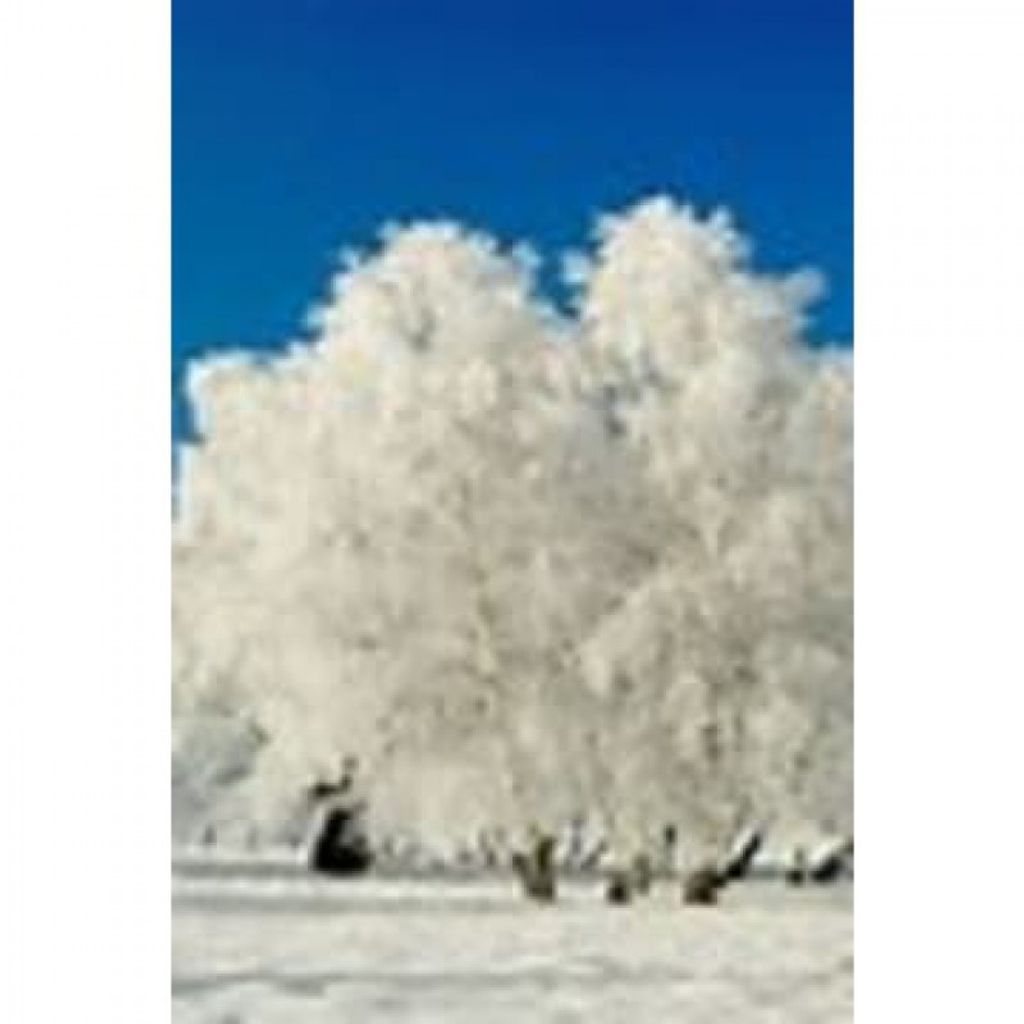 Richard Allen Wise Profile Photo