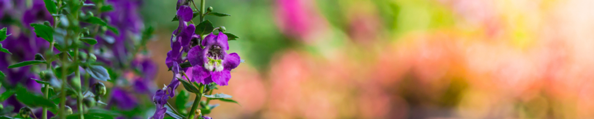 Cover for Nancy Barney Houston's Obituary
