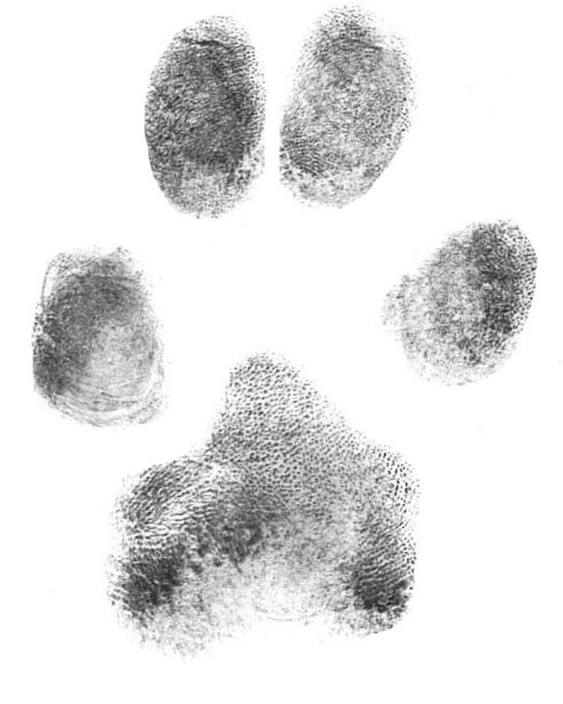 Tessie Laramee Profile Photo