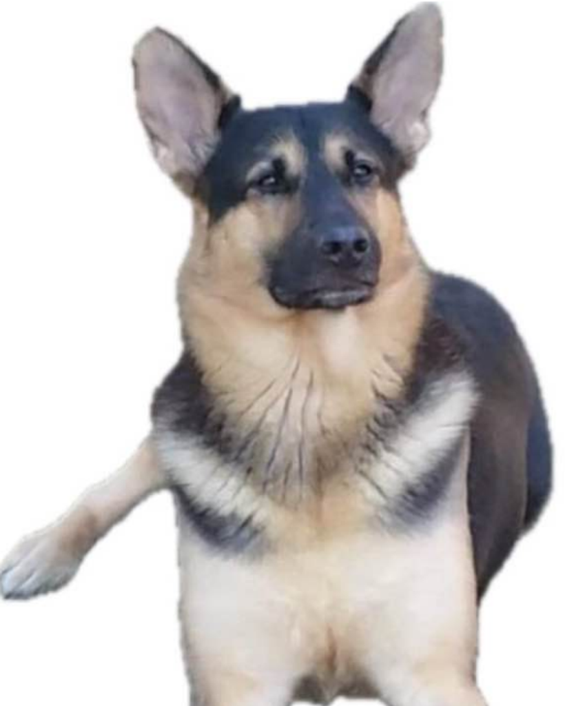 Chief “Mojo” Risen