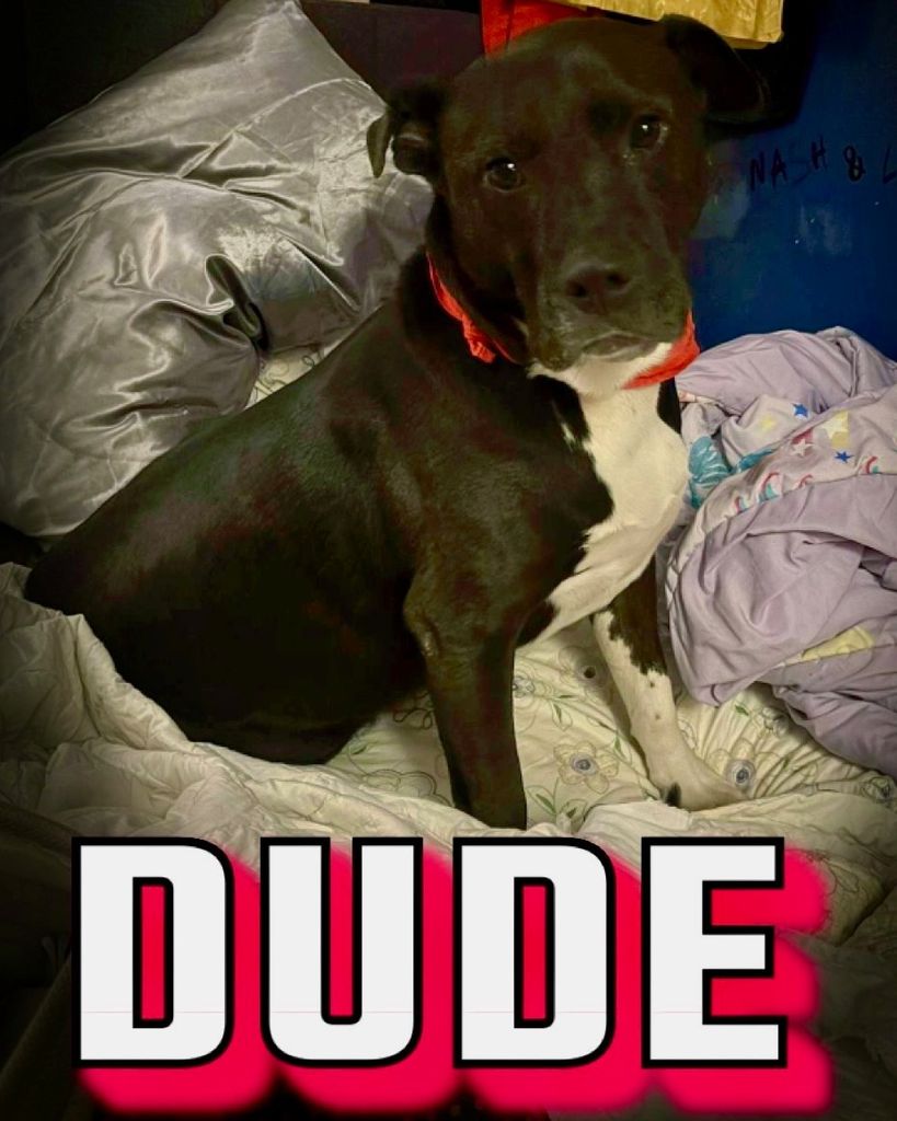 Dude