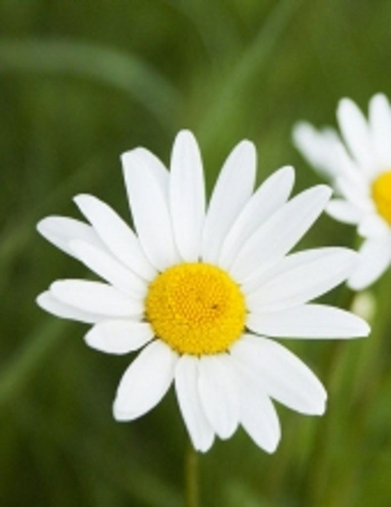 Claudia Harmon Barbour