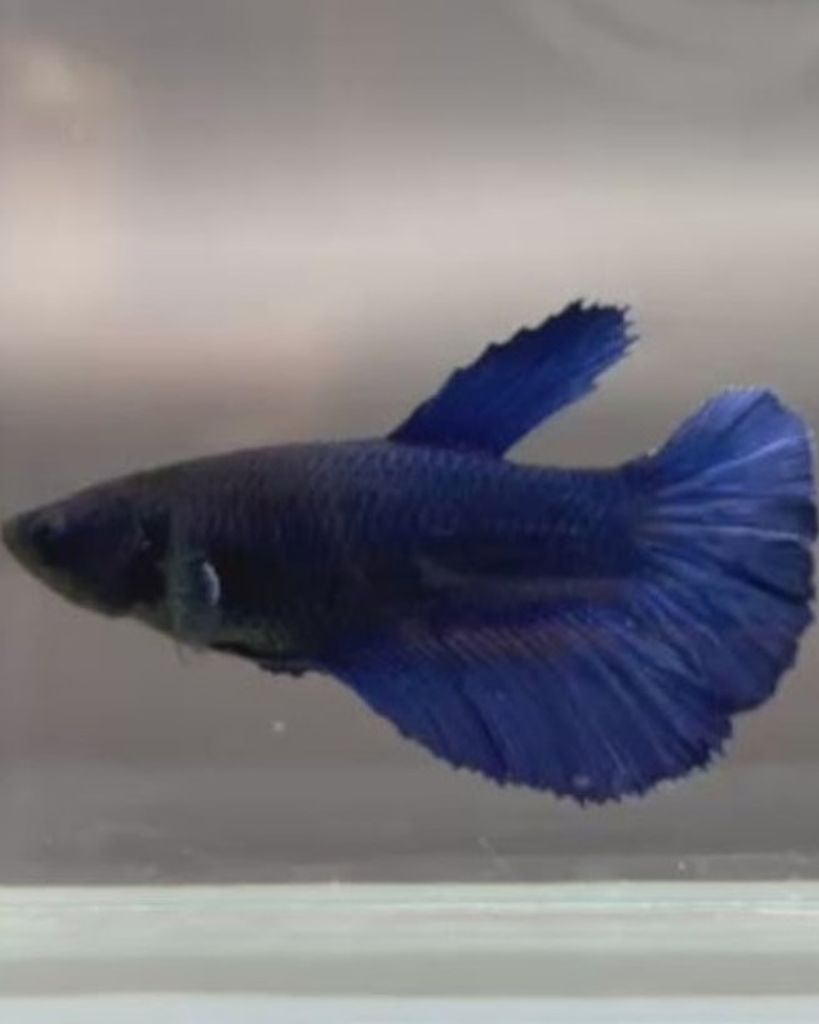 Blue Sherrill Profile Photo