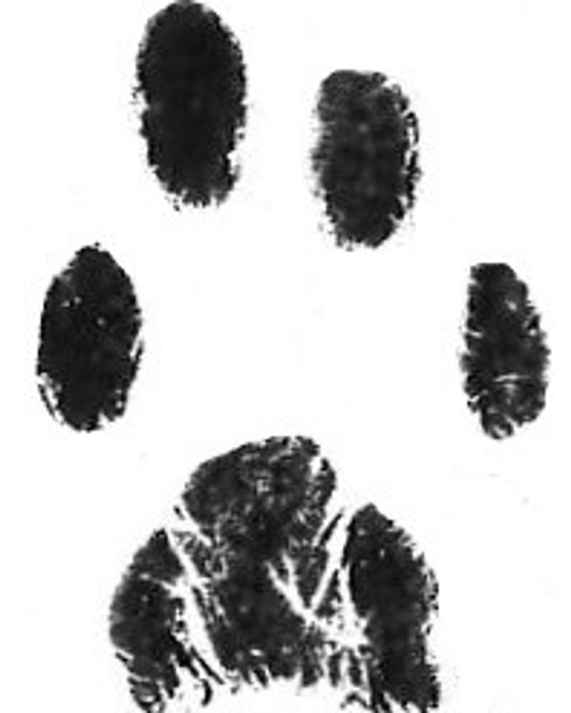 Domino Huffman