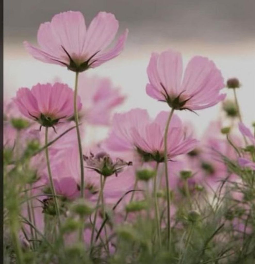 Barbara Ann Dewey Profile Photo