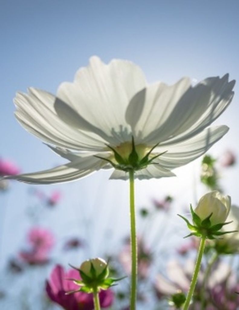 Doris Wallace Profile Photo