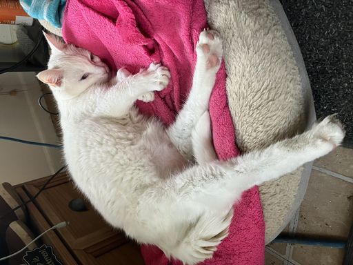 Angel Stormborn Profile Photo