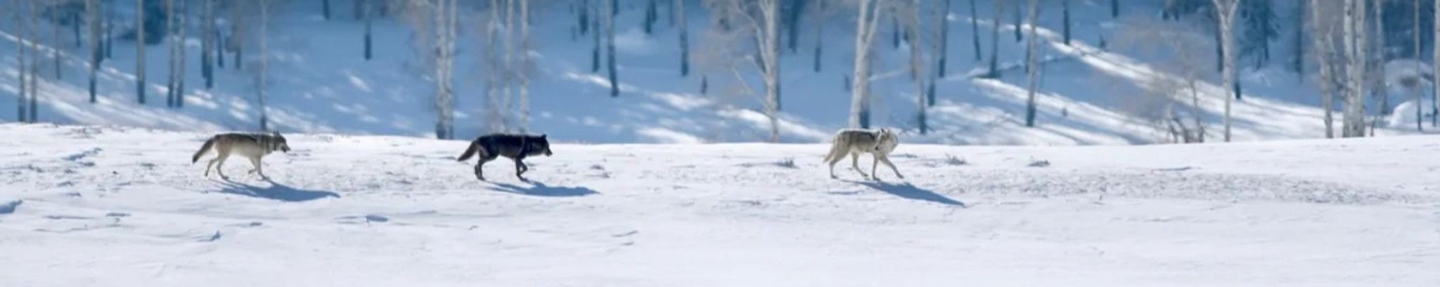 Cover for Kelly Tripp's Obituary