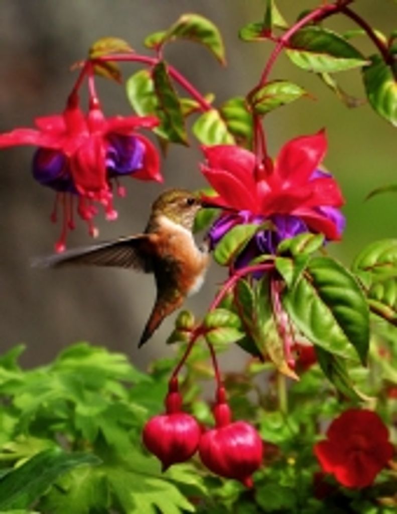 Martine Elsa Frederix