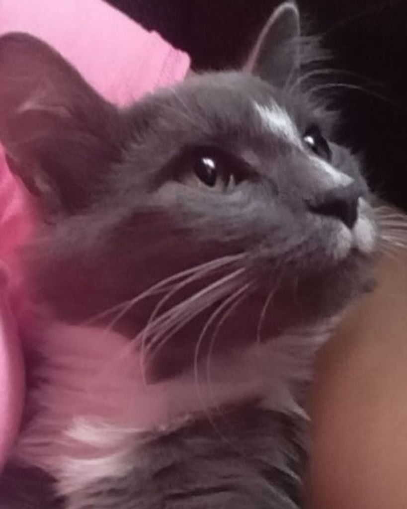 Smokey Bloom Profile Photo