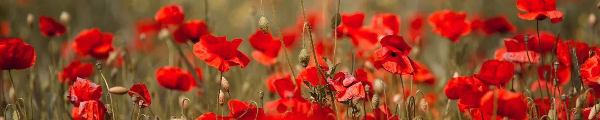 Cover for Judith "Judy" Kinard's Obituary