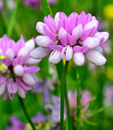 Joan Gail Zorr Profile Photo