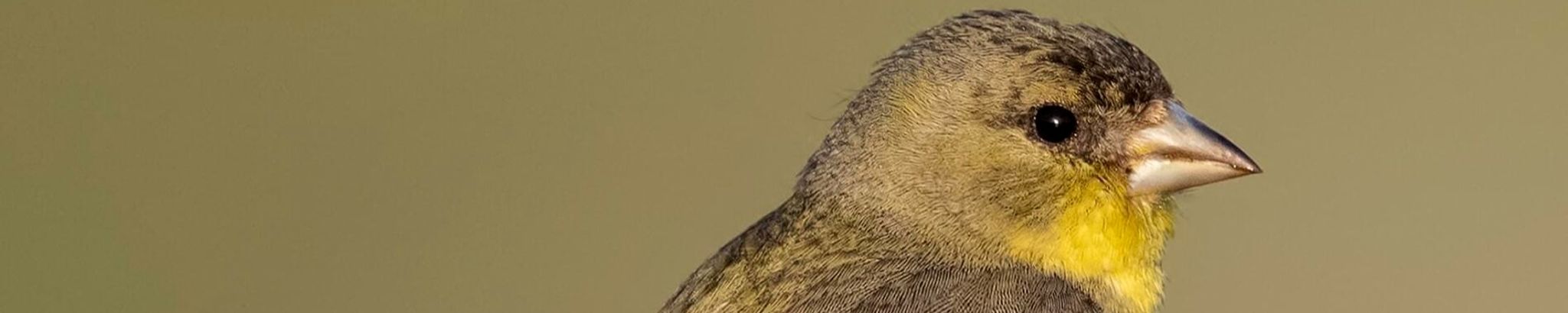 Cover for Nellie Ambrozine Newman's Obituary