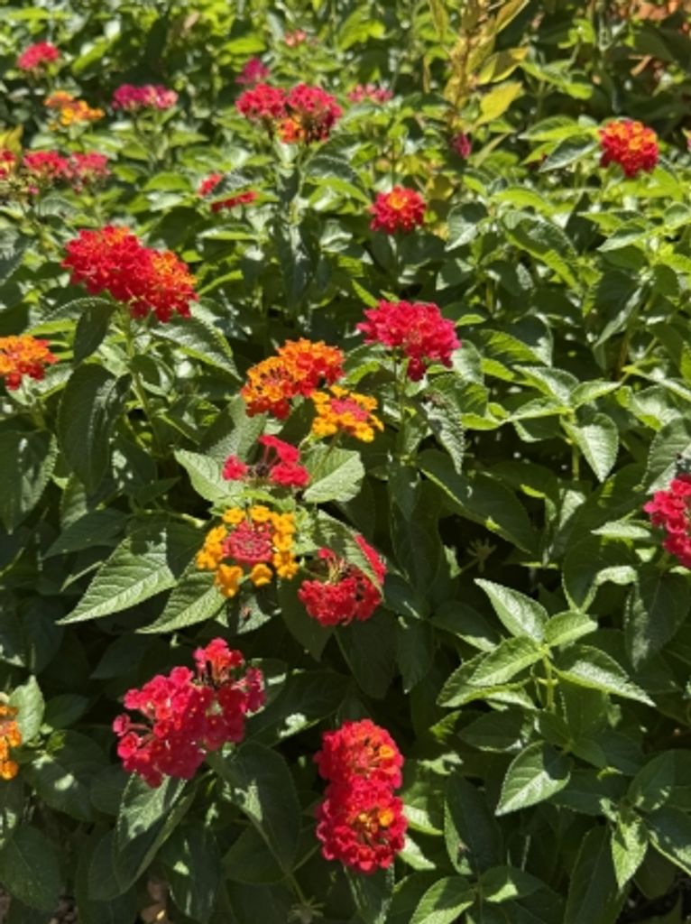 Kathleen M. Robenolt Profile Photo