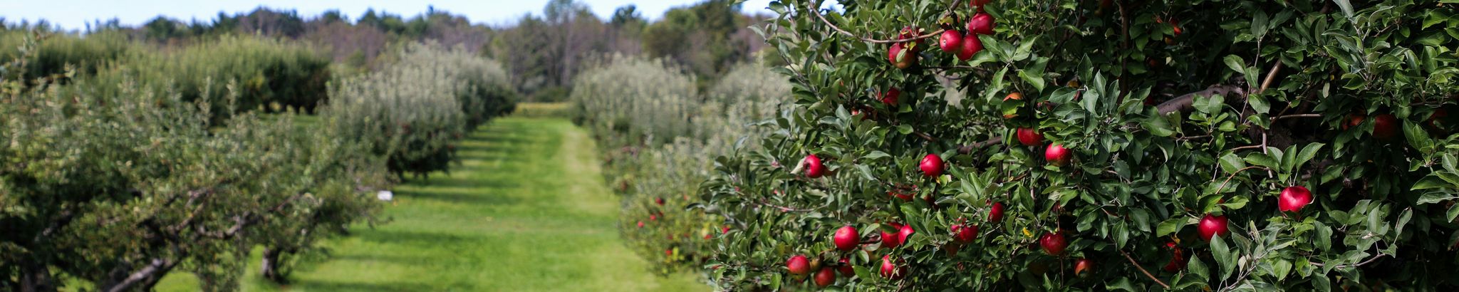 Cover for Bruce N. Davis's Obituary