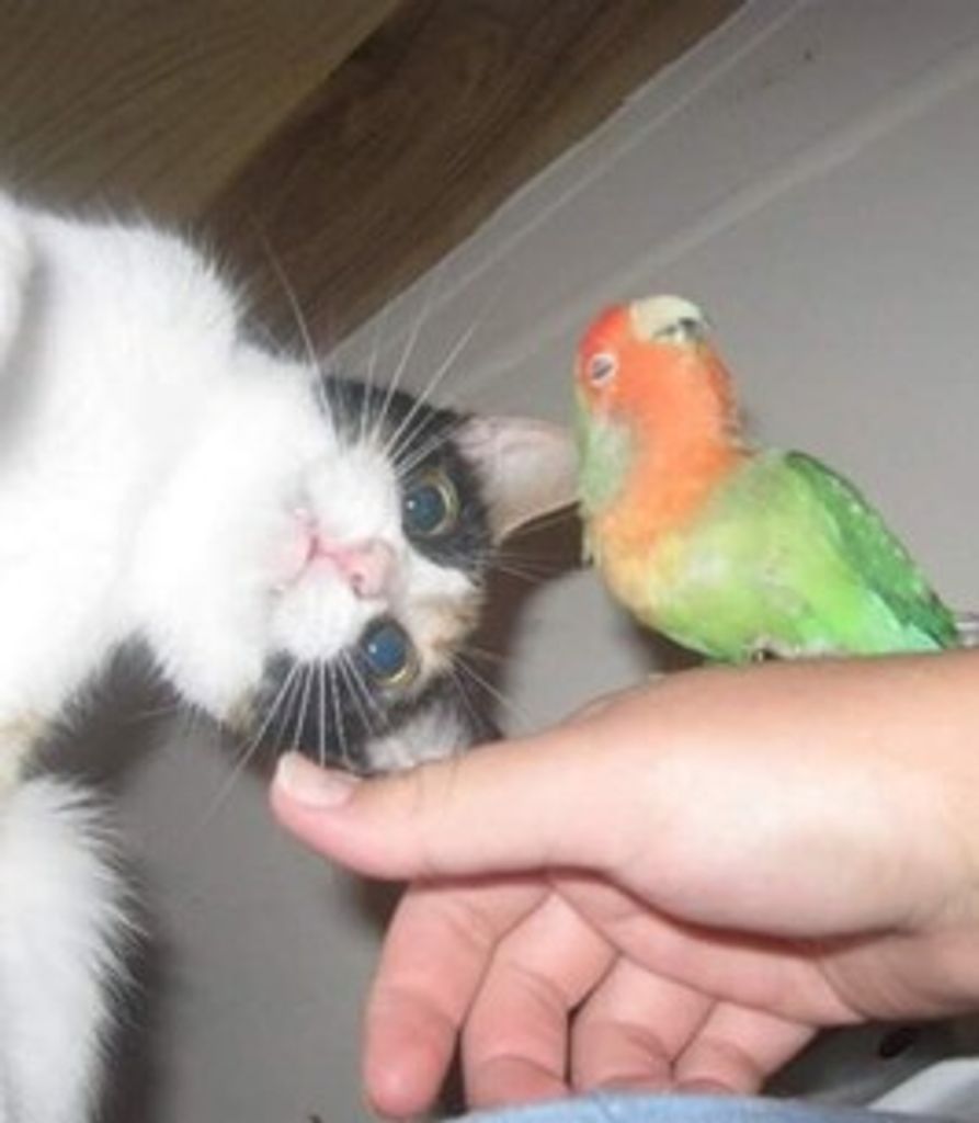 Doodles Marshall Profile Photo