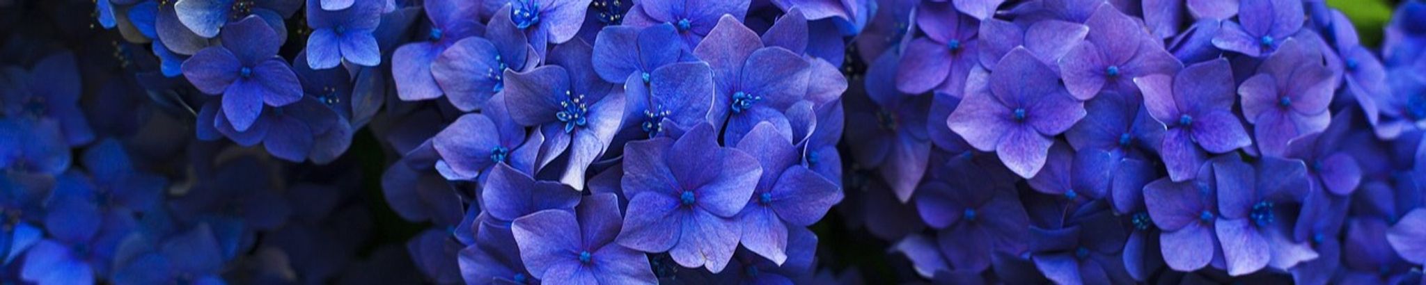 Cover for Jane Ables-Gladu's Obituary