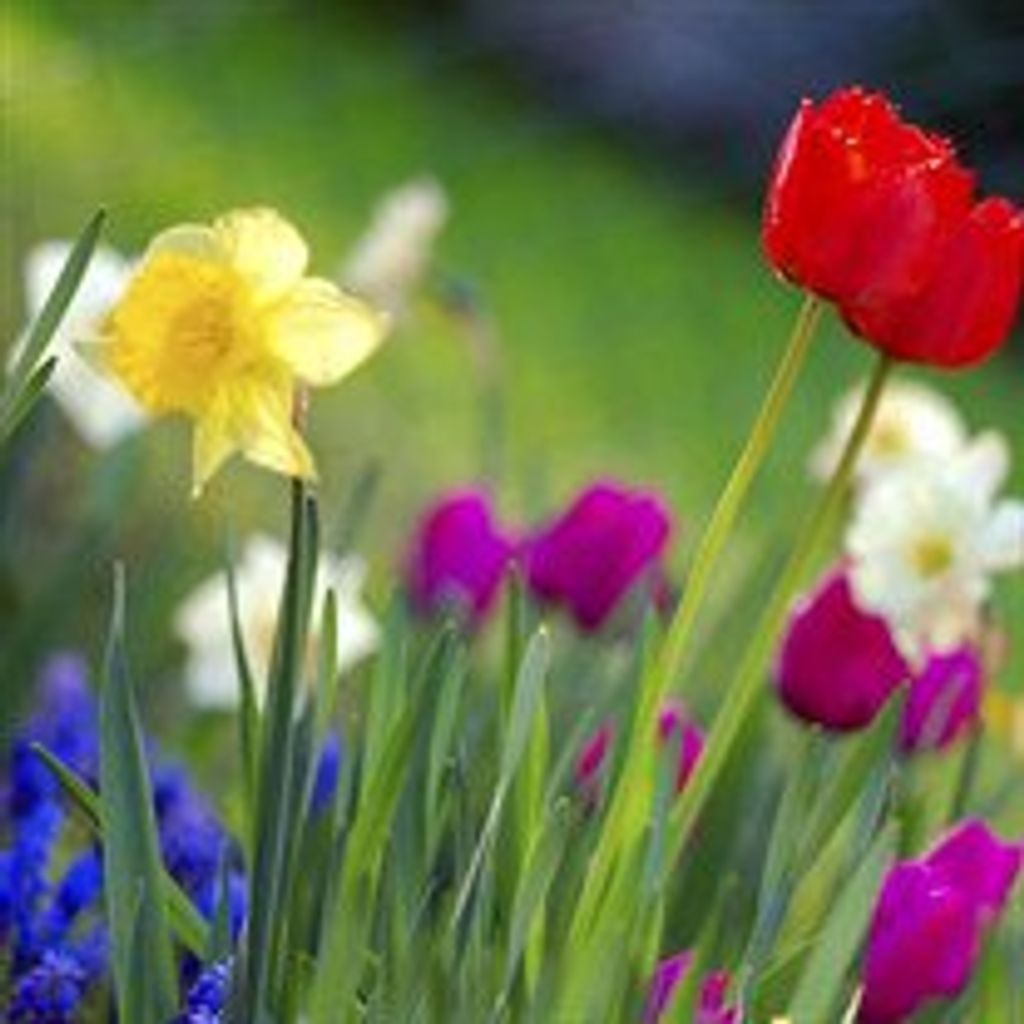 Charlotte  Gale Seltser