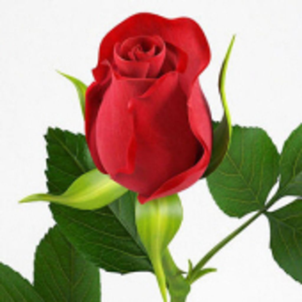 Patricia L. Gertz,  Nee. Kelleman
