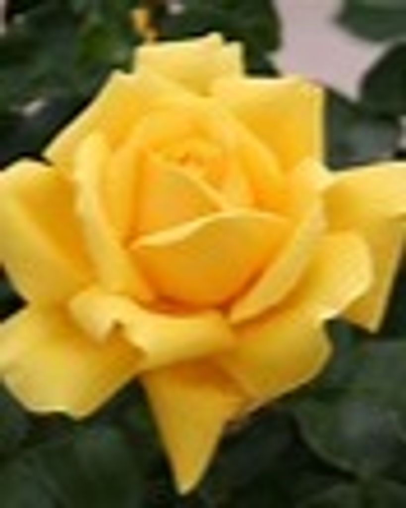 Mabelle E. Stoll Profile Photo