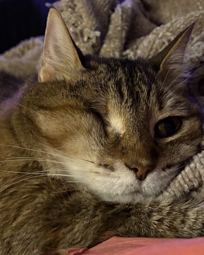 Ginger ?'s obituary image